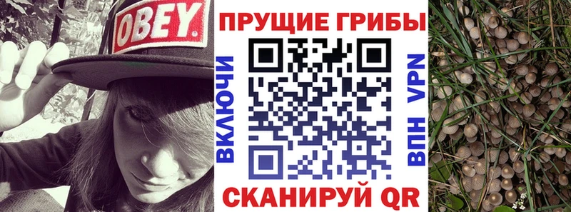 Псилоцибиновые грибы Cubensis  Купить где  Емва 